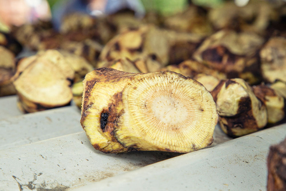 Successfully Growing Kava a True Labor of Love
