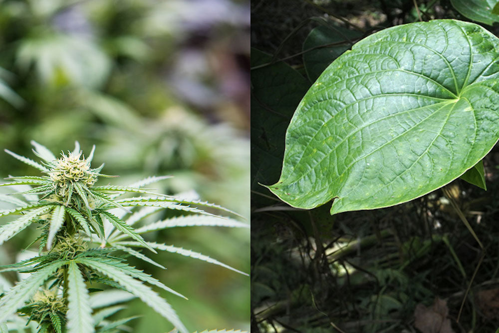 A Marijuana Lovers Guide to Kava