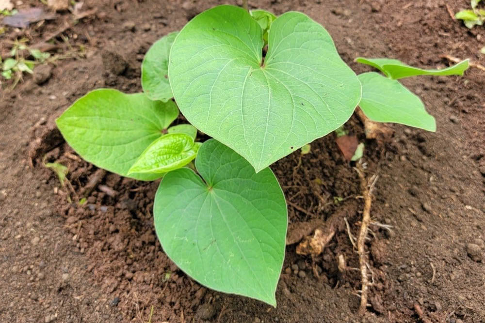 What Does Science Tell Us About Kava?